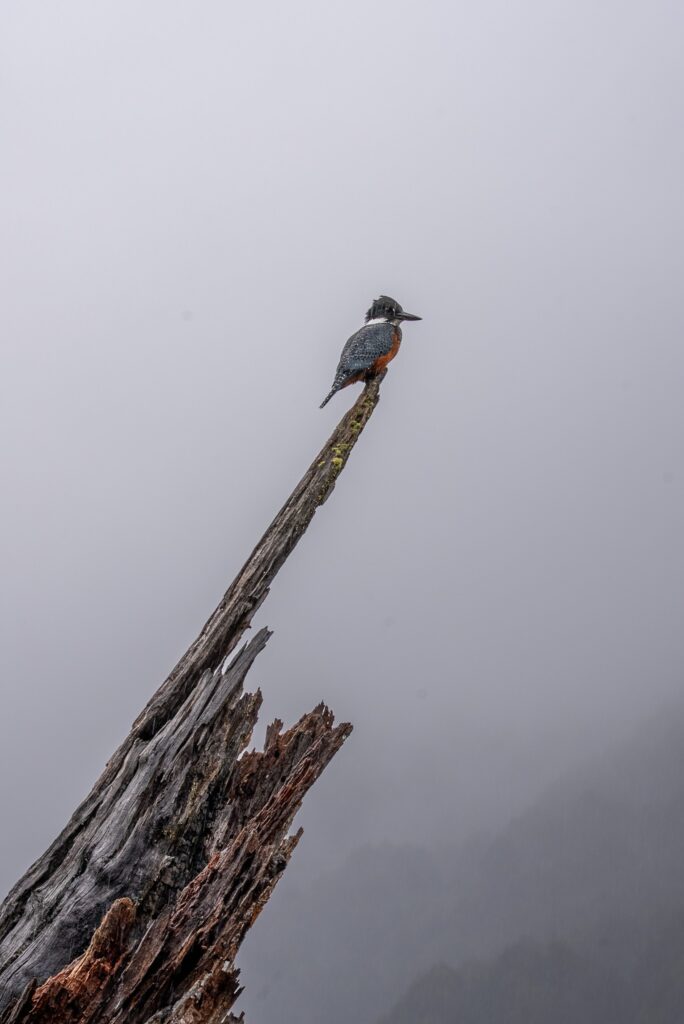 King Fisher