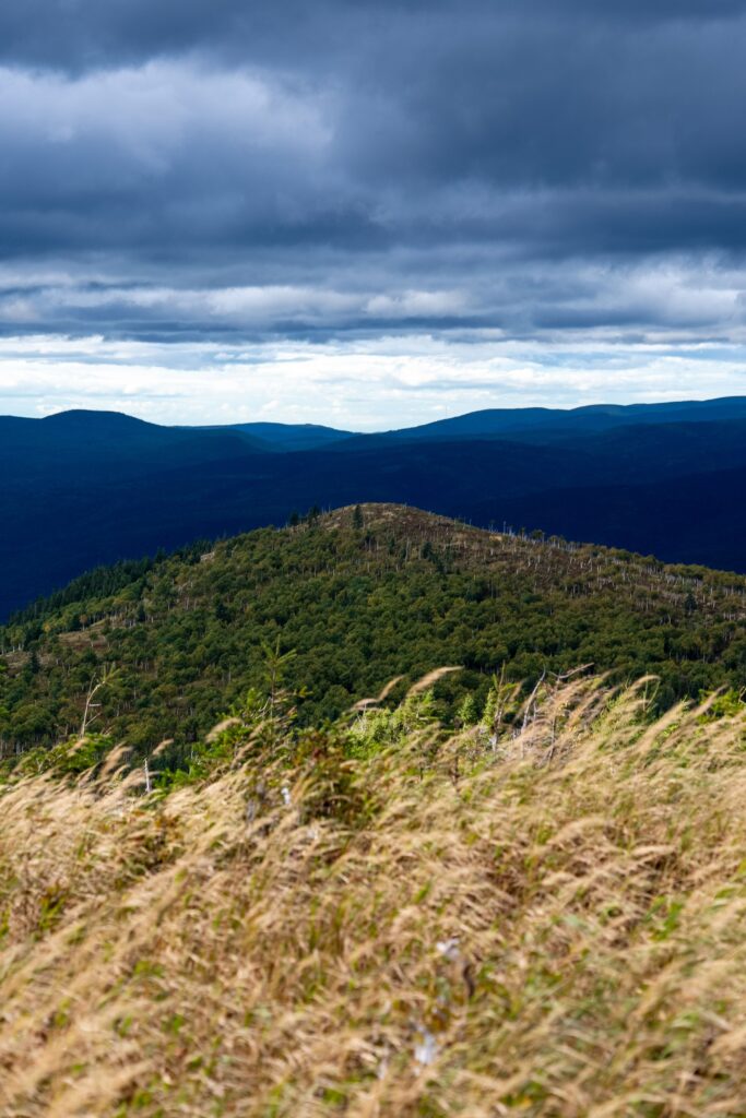Golden meadow grass above a forested mountain valley